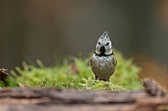 The crested tit or European crested tit