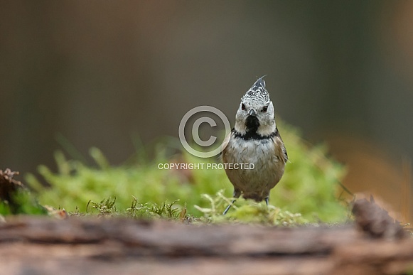 The crested tit or European crested tit