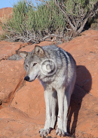 wolf, canis lupis wolf, canis lupis