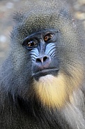 Mandrill (Mandrillus sphinx)