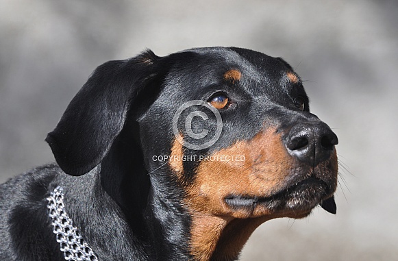 Doberman Pinscher Doberman Pinscher
