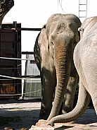 Asian Elephants