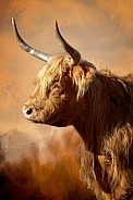 Highland Cattle-On The Moors