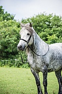 Dapple Grey Highland Pony