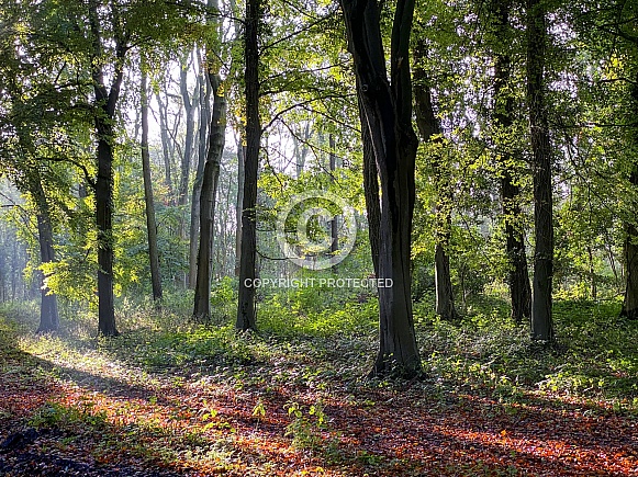 Early autumn woodland scene Early autumn woodland scene