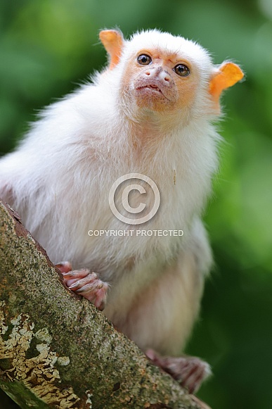 Silvery Marmoset (Mico Argentatus) Silvery Marmoset (Mico Argentatus)