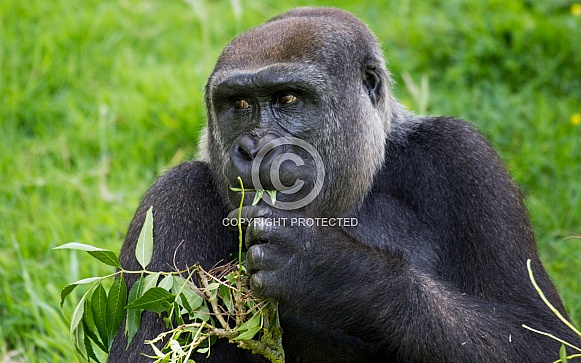 Gorilla eating Gorilla eating