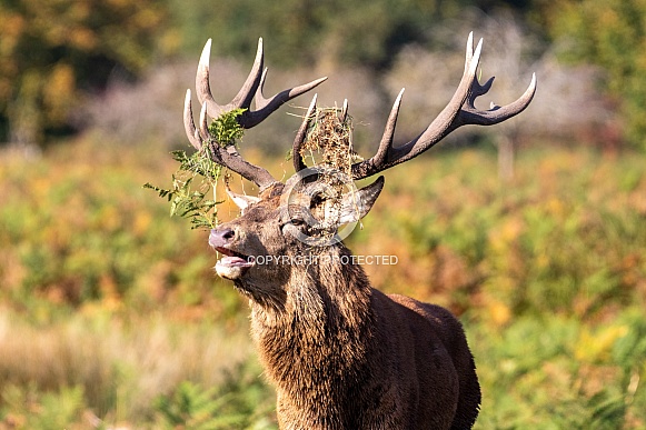 Red deer