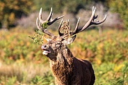 Red deer