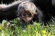 Baby Spider Monkey Looking at Camera