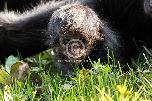 Baby Spider Monkey Looking at Camera
