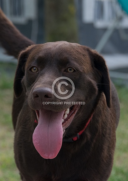 Chocolate Labrador