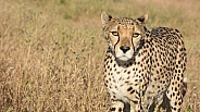 Cheetah