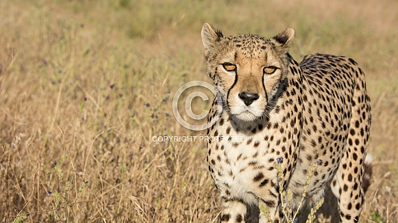 Cheetah Cheetah