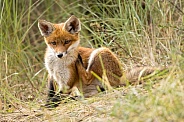 Young red fox cub in nature