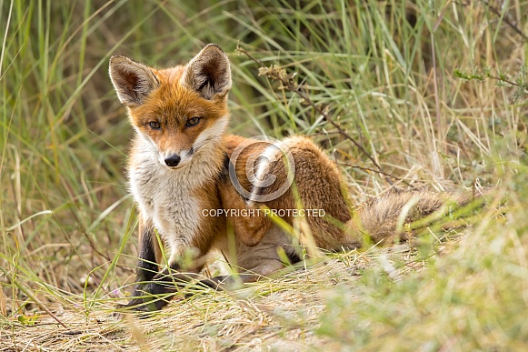 Young red fox cub in nature