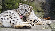 Young snow leopard grooming