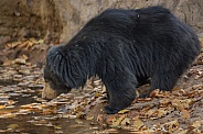 Sloth bear in the nature habitat.