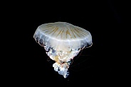 Japanese sea nettle (Chrysaora pacifica)