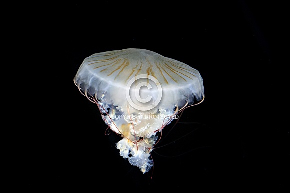 Japanese sea nettle (Chrysaora pacifica)