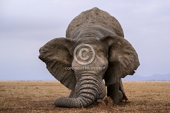 Bull elephant in musth