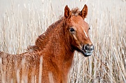 Camargue Foal