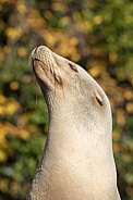 Californian sea lion (Zalophus Californianus)