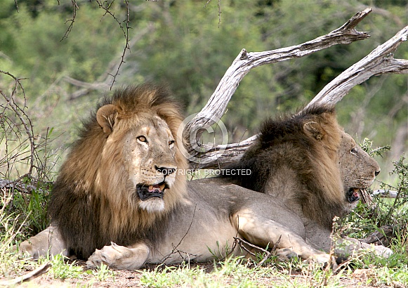 African Lion (Wild)