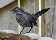 Gray Catbird