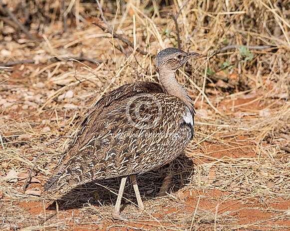 Red-crested Korhaan Red-crested Korhaan