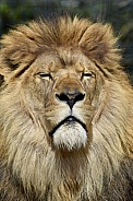 African Lion