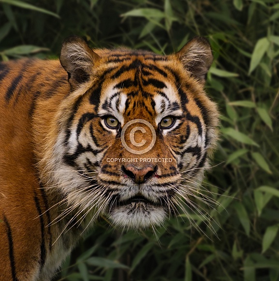 Sumatran Tiger
