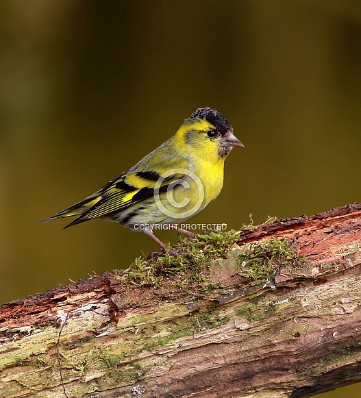 Siskin