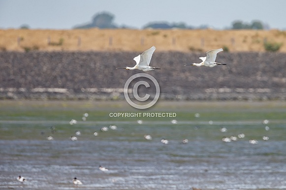 The Eurasian spoonbill The Eurasian spoonbill