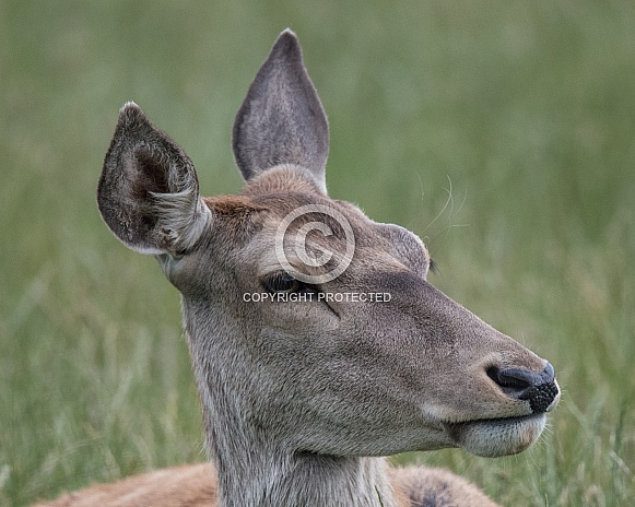 red deer