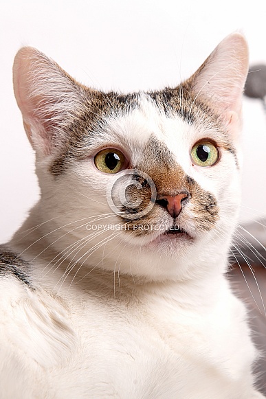 Domestic Cat