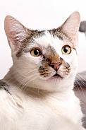 Domestic Cat