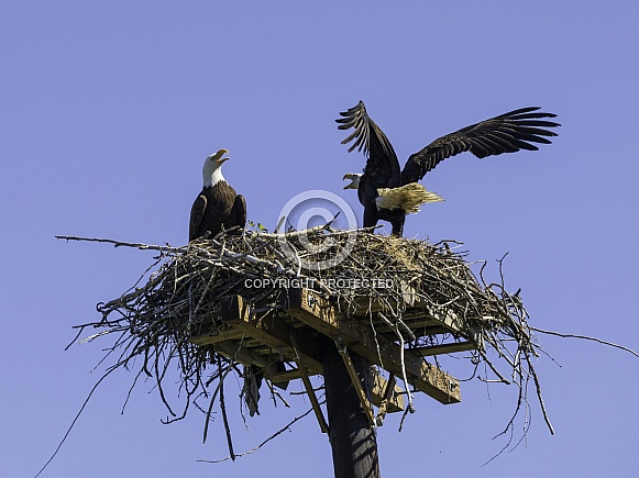 Nesting American Bald Eagle Pair