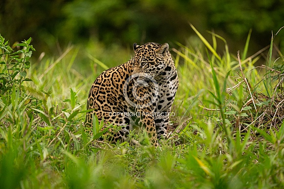 American jaguar in the nature habitat