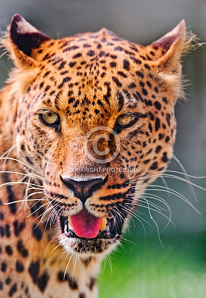 Leopard