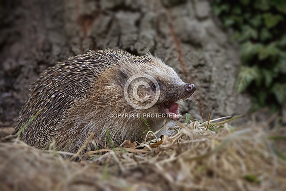 Hedgehog