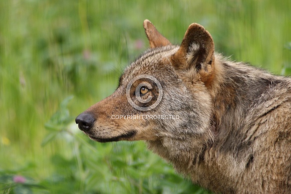Eurasian wolf