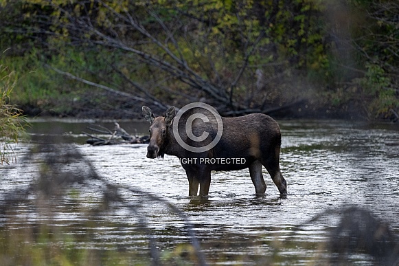 Moose in a river in Alaska