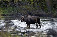 Moose in a river in Alaska