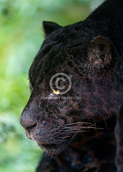 Black Leopard Black Leopard