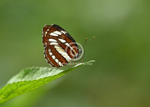 Common Sailor Common Sailor