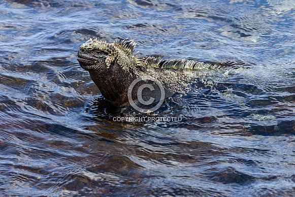 Galapagos Marine Iguana