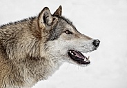 Grey Wolf-Wolfish Smile