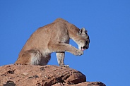 Mountain lion, cougar, puma concolor