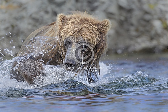 Brown Bear